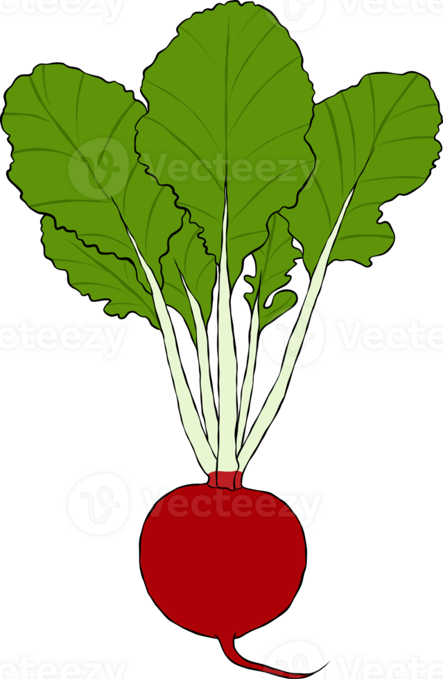 beetroot vegetable hand drawn style drawing png