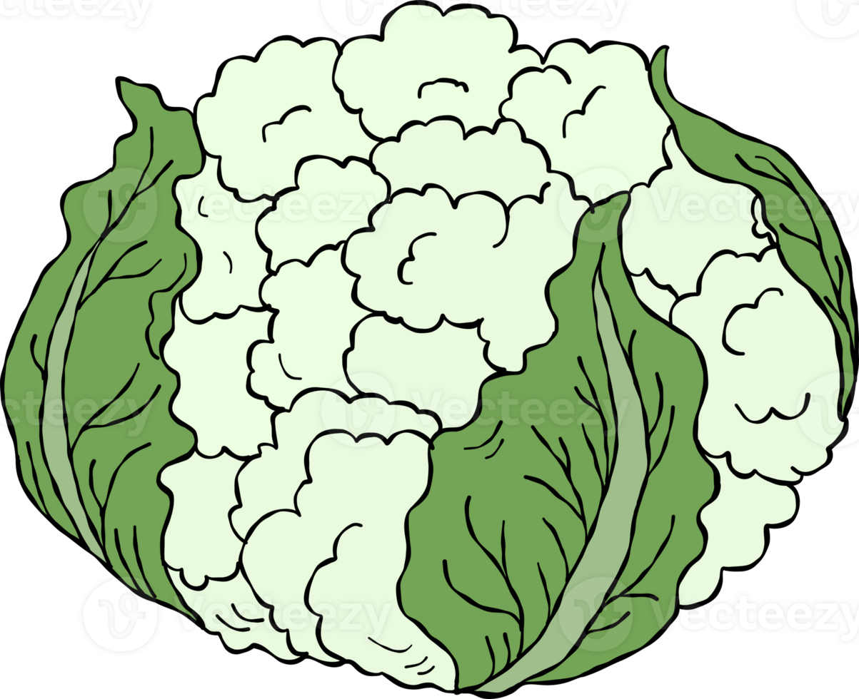 Hand Drawing Cauliflower png