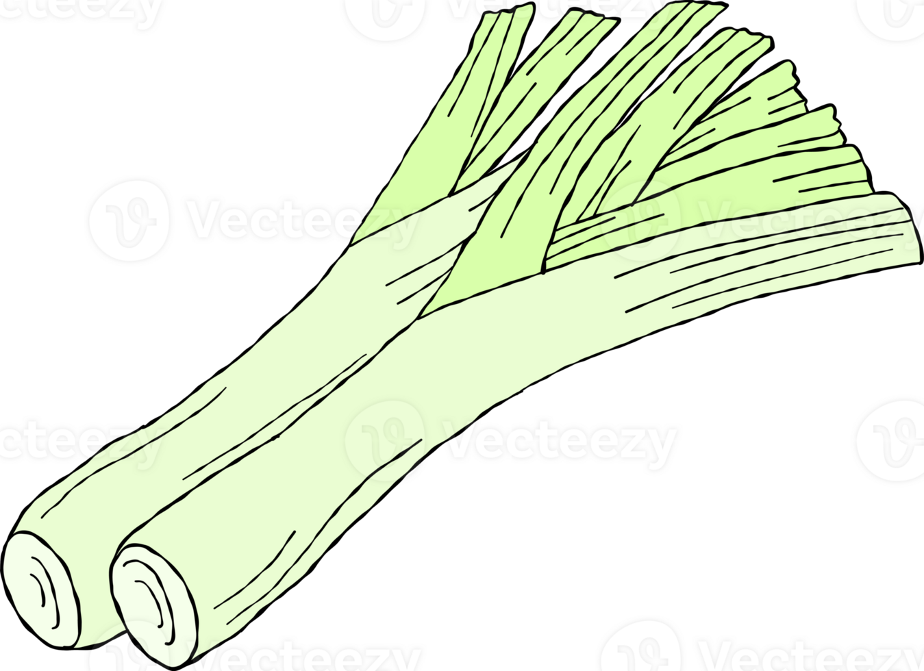 Fresh green onion or scallion, hand drawn style green onion. png