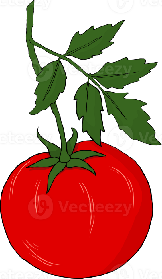tomato hand drawn drawing png