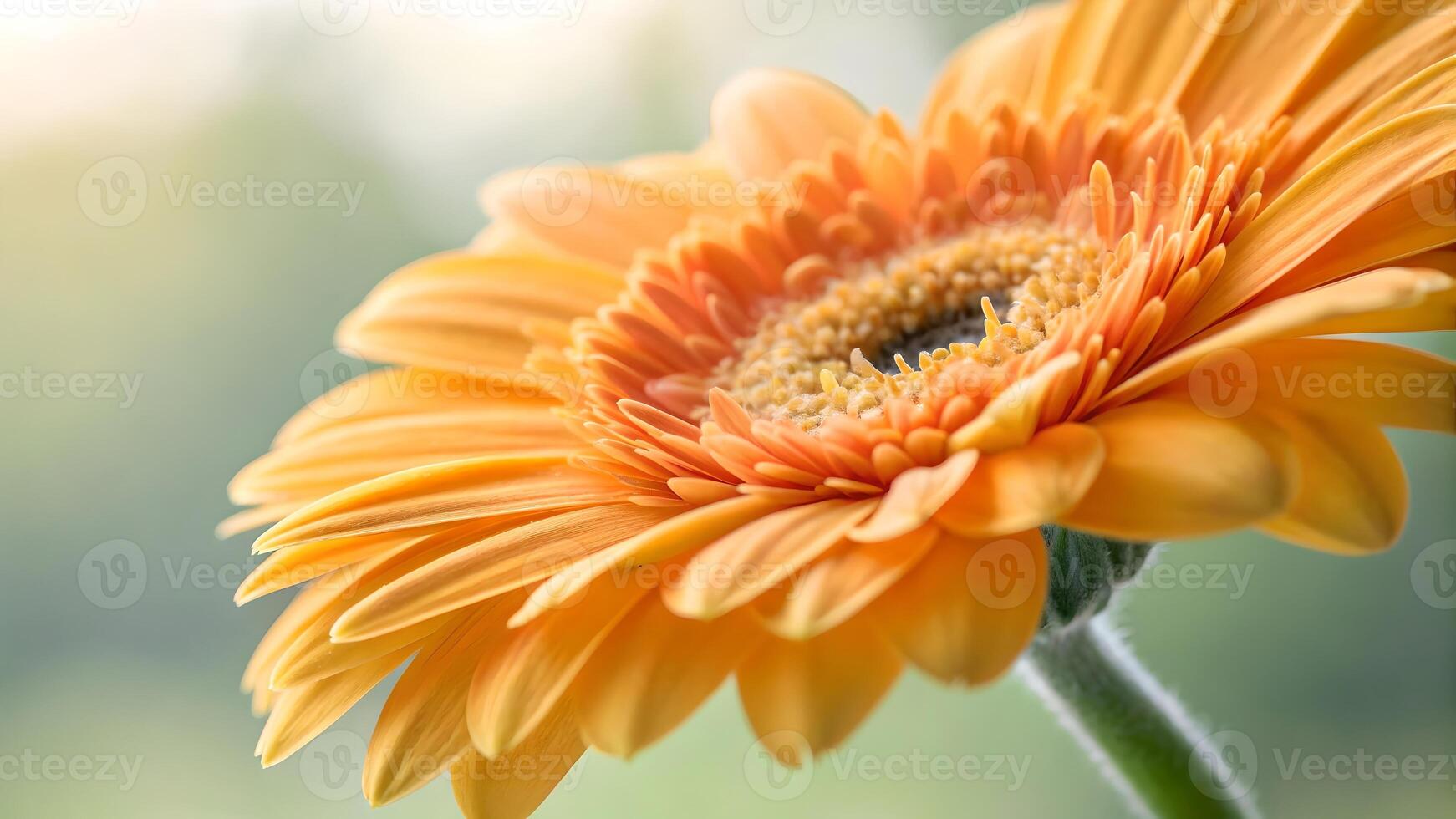 Vibrant Orange Gerbera Daisy Close-Up in Soft Light for Nature Lovers and Floral Designers photo
