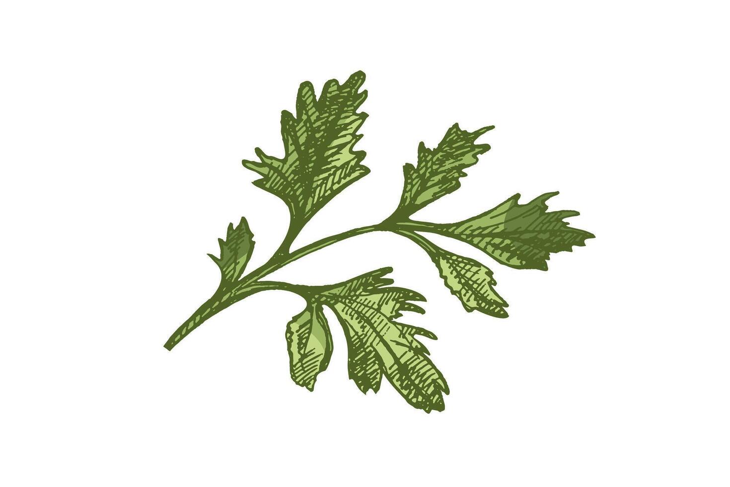 Vintage botanical sketch of parsley herb, hand drawn in engraving style, colored and isolated vector