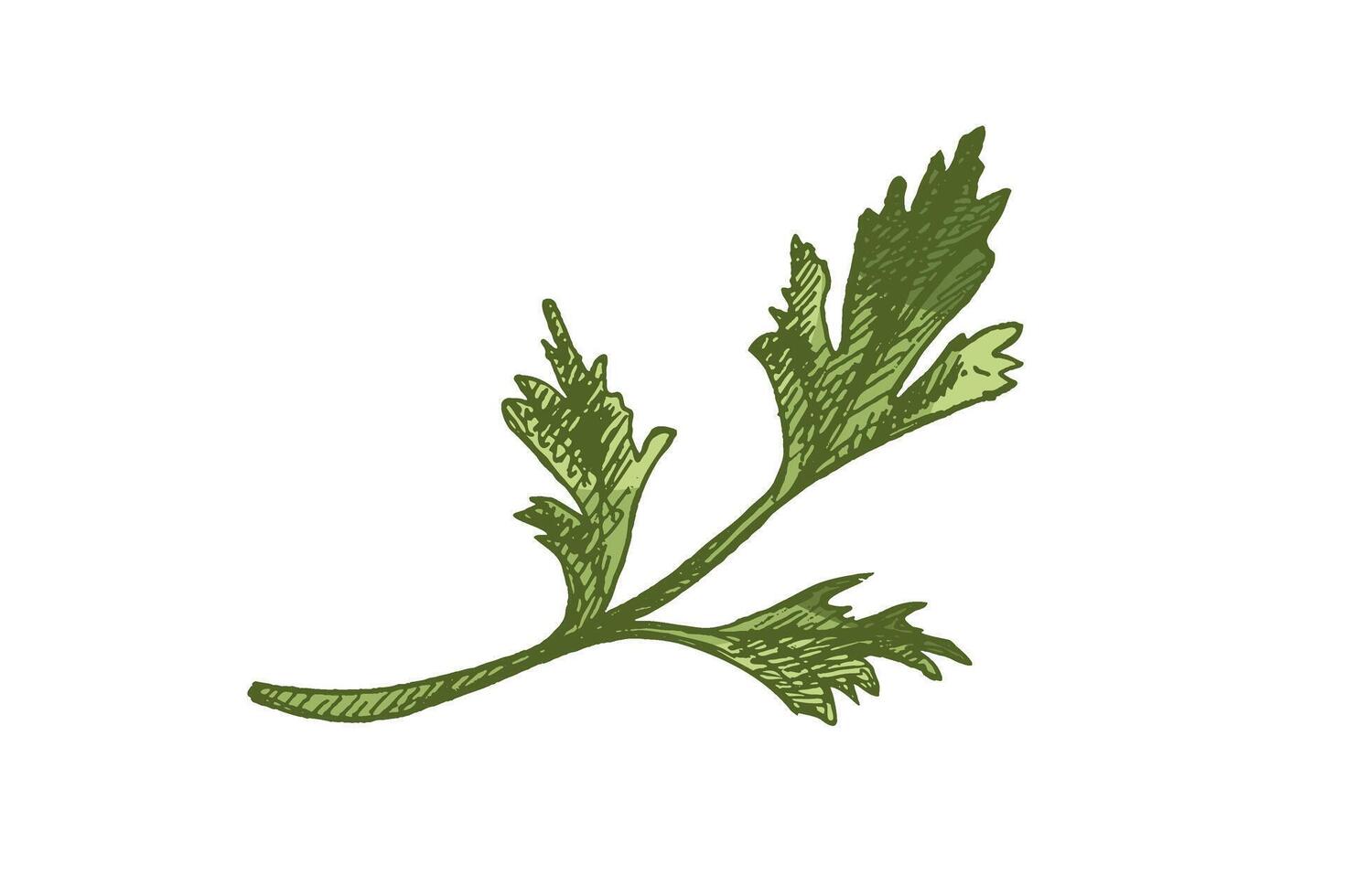 Colored hand drawn vintage illustration of parsley branch in engraved sketch style, isolated vector