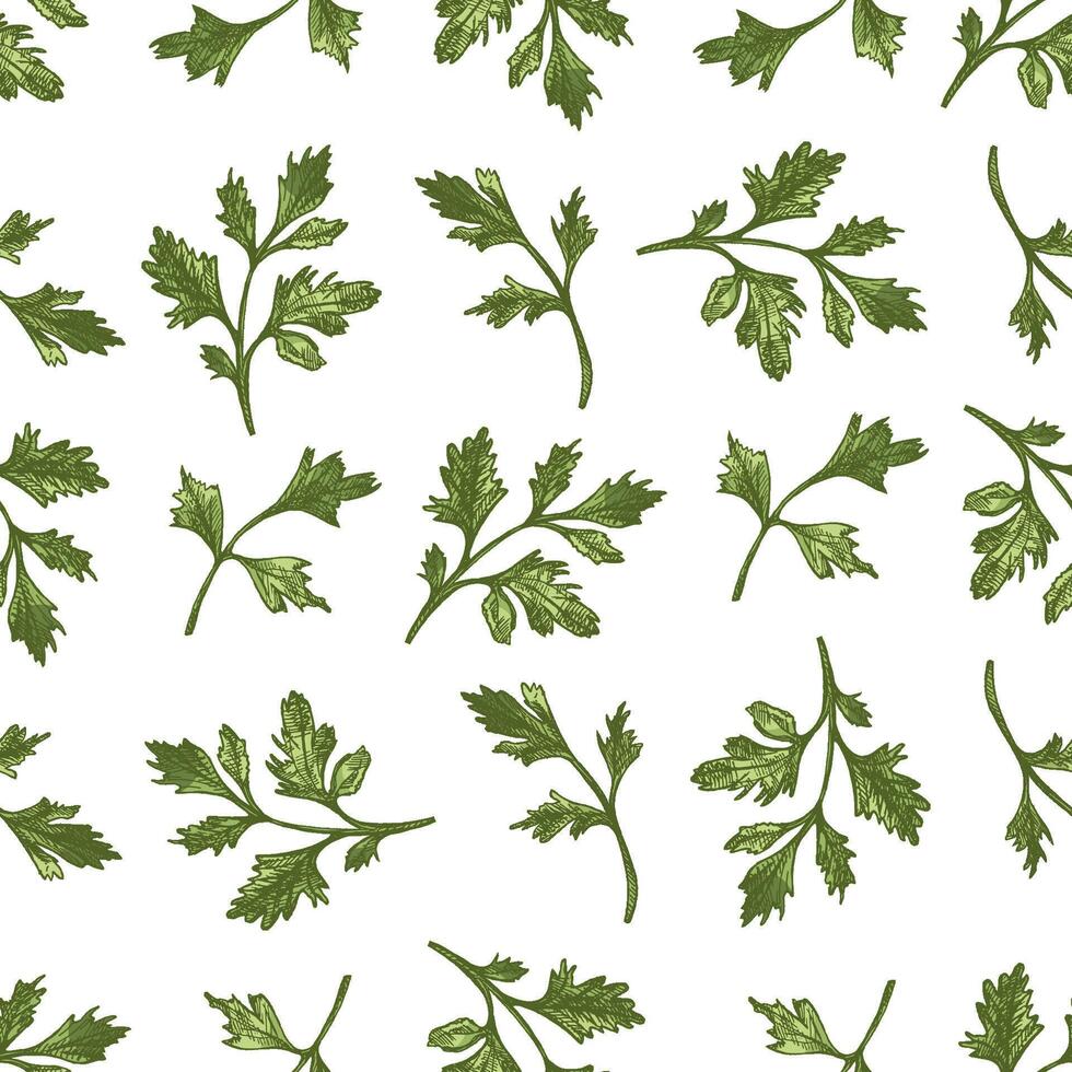 Seamless vintage pattern of parsley leaves in hand drawn style with colored sketch details vector