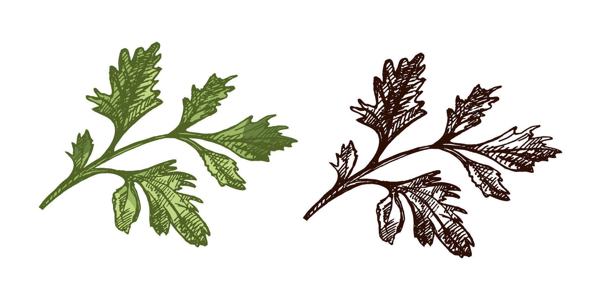 Colored and black hand drawn vintage sketch of parsley branch in engraving style, isolated design vector