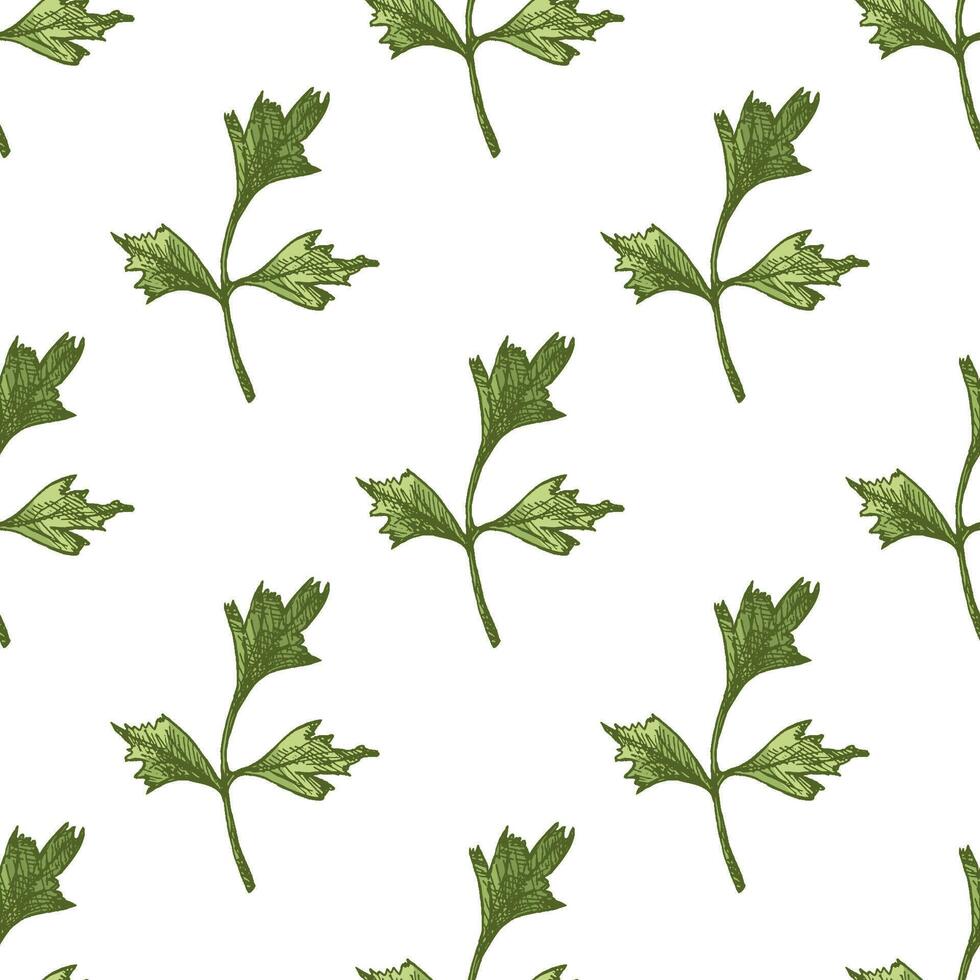 Botanical seamless pattern with hand drawn parsley leaves in vintage engraved sketch style vector