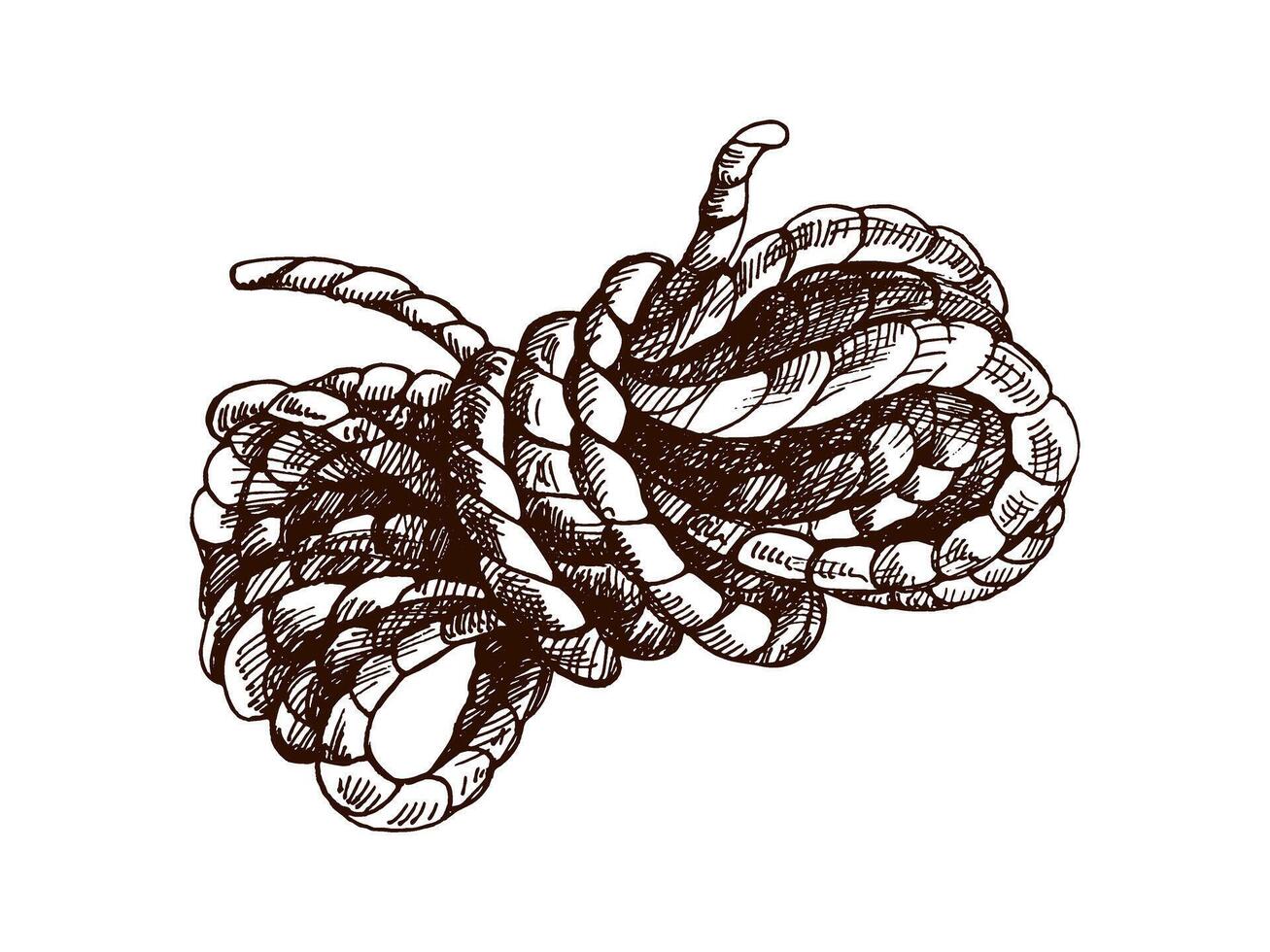 Hand drawn vintage sketch of coiled rope knot for camping, sailing and western adventure design vector