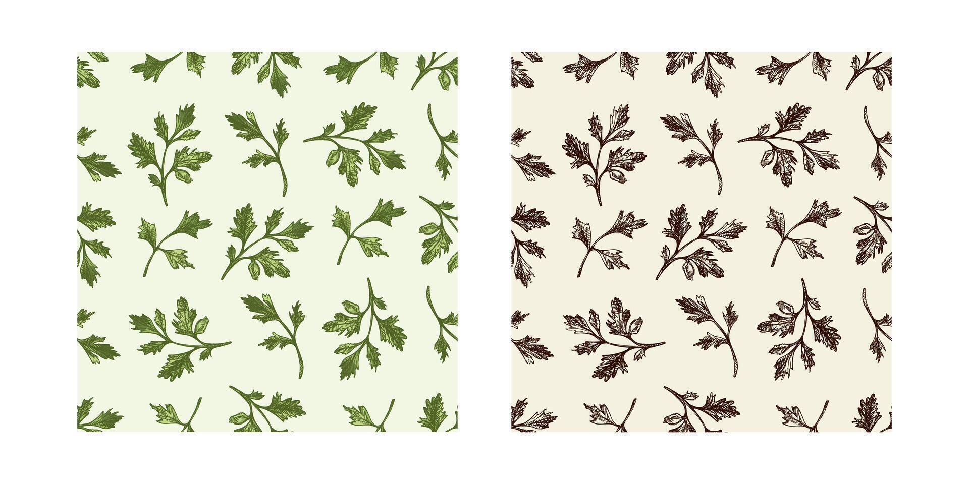 Hand drawn parsley leaf seamless patterns in vintage style, black and colored variations vector