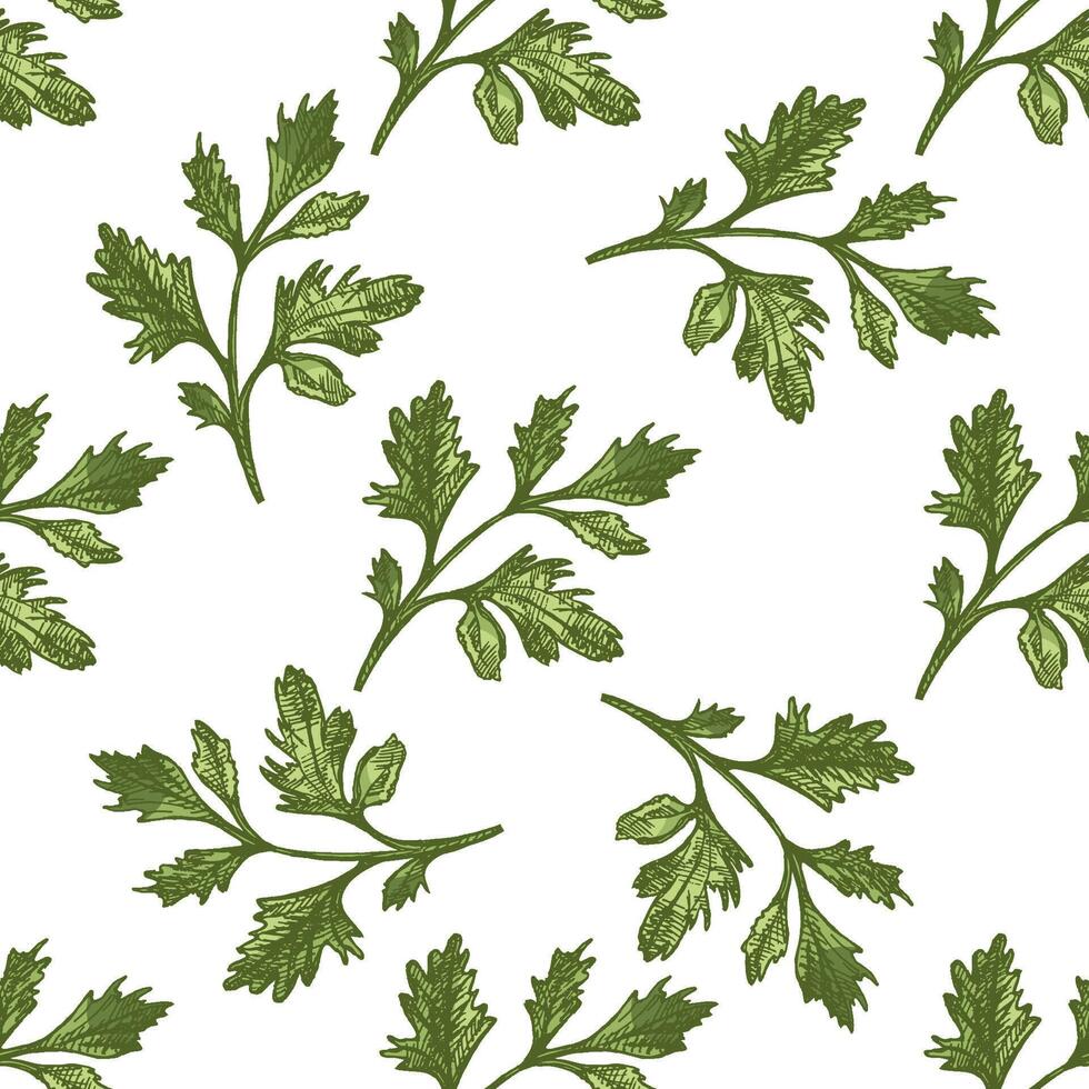 Vintage seamless pattern with parsley leaves, hand drawn and colored vector
