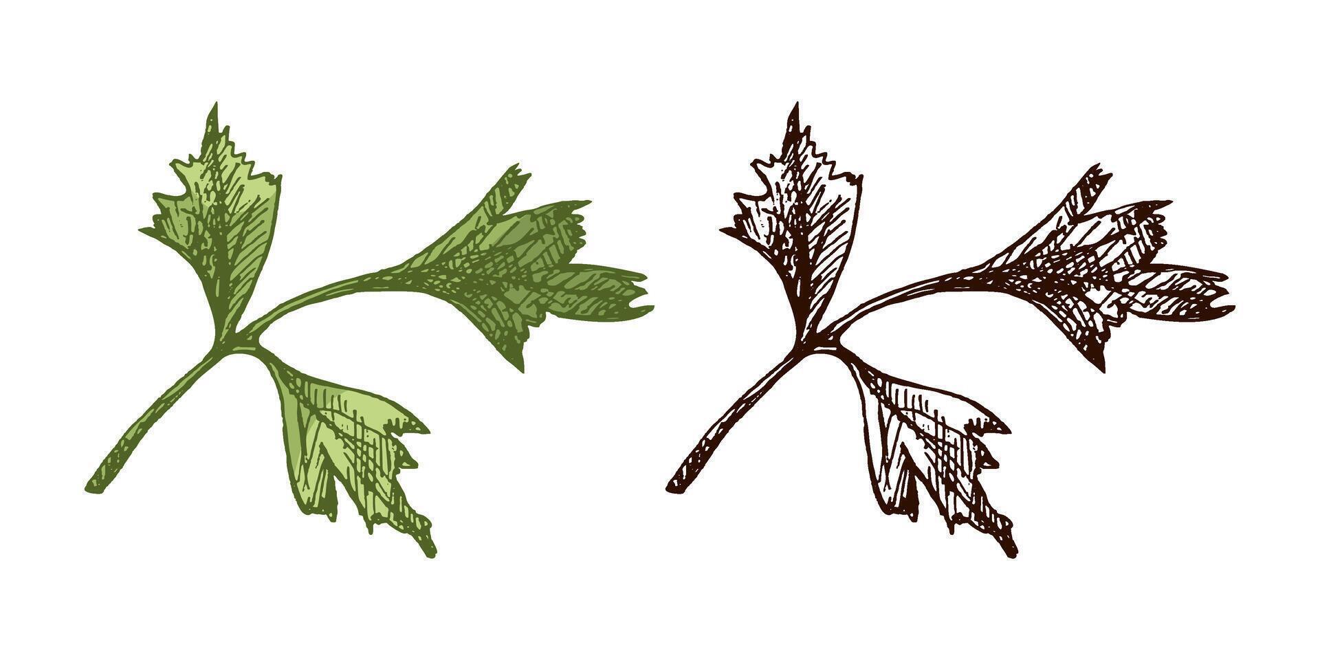Parsley herb branch illustration in hand drawn vintage style, colored and black versions, isolated vector