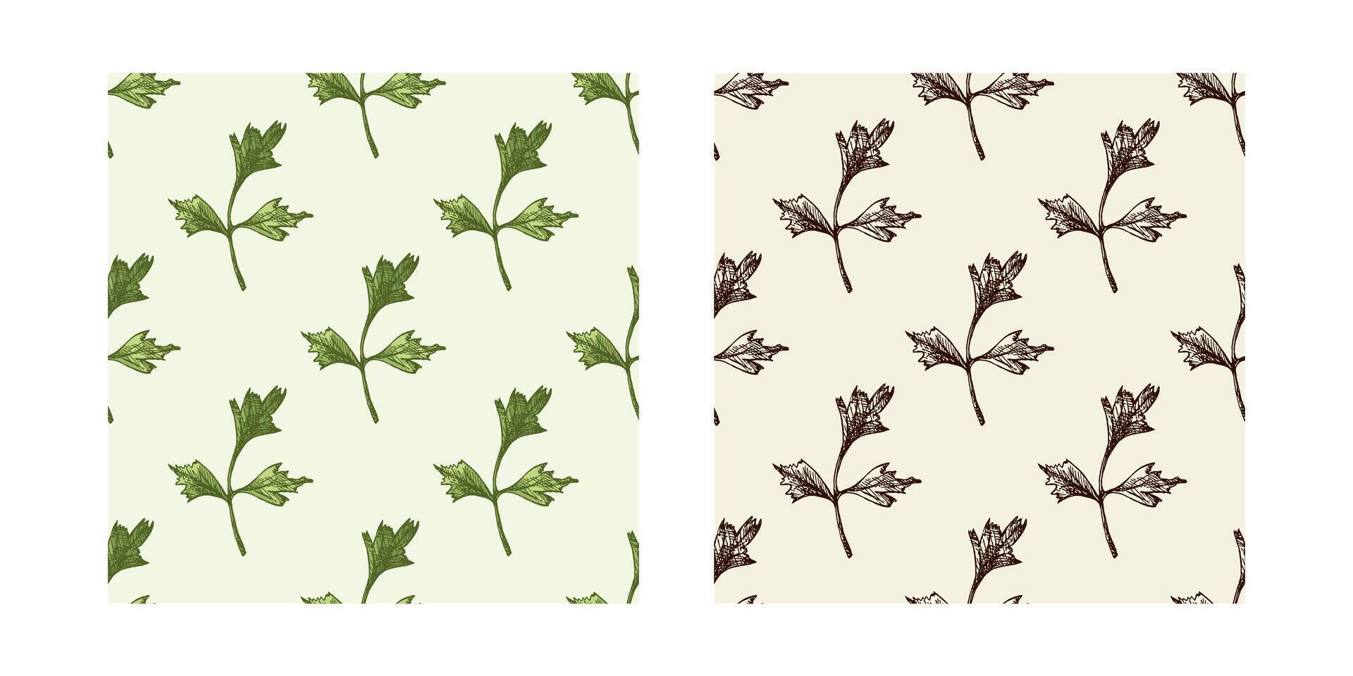Vintage sketch parsley leaf patterns, seamless set with monochrome and colored versions vector