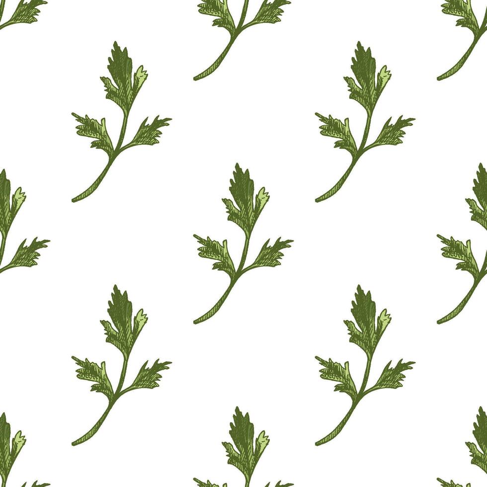 Hand drawn parsley leaf seamless pattern in vintage sketch style, colored botanical design vector
