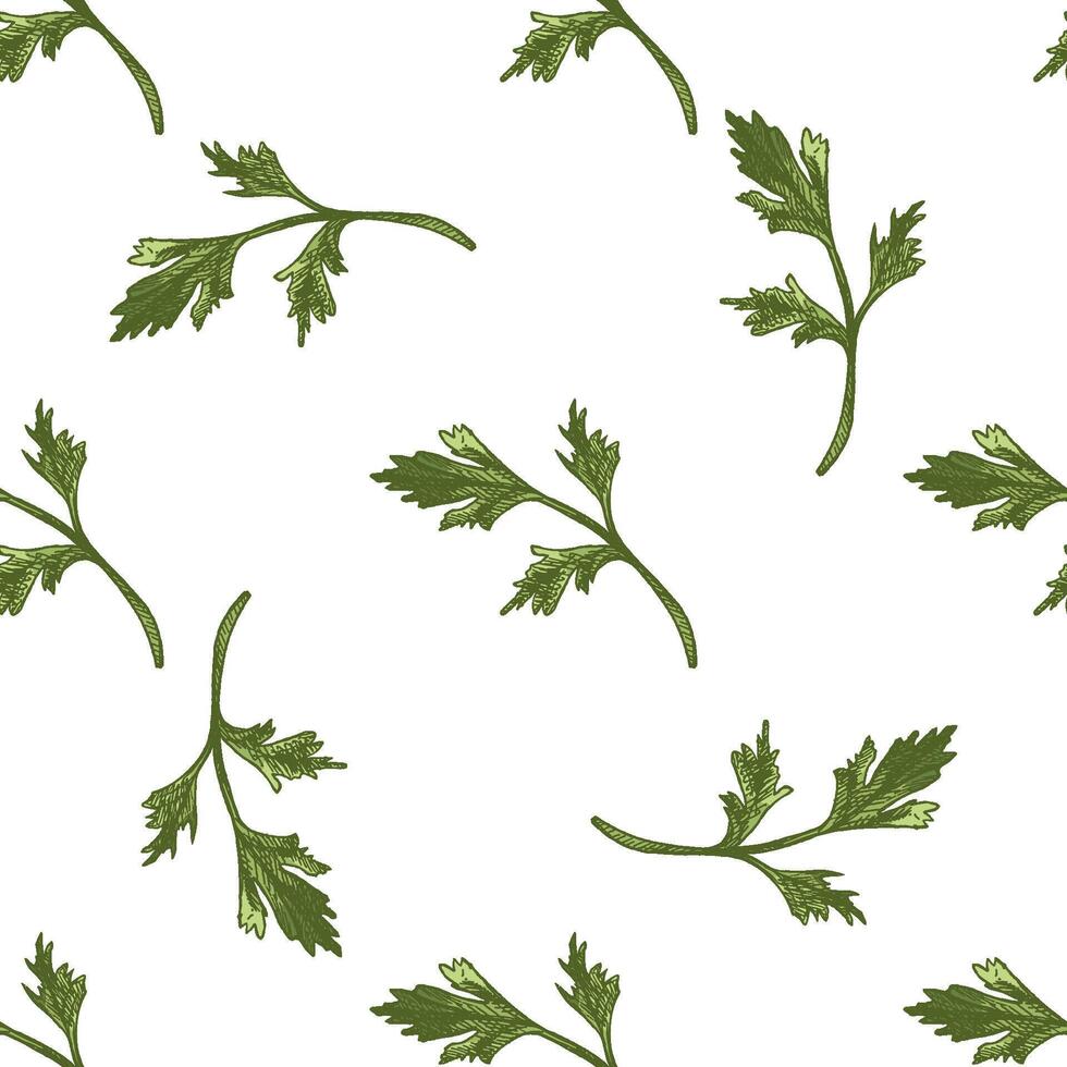 Seamless botanical pattern of parsley leaves in vintage hand drawn style vector