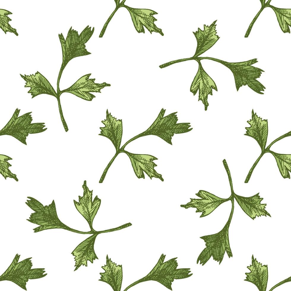 Hand drawn parsley leaf seamless pattern in colored vintage sketch style vector