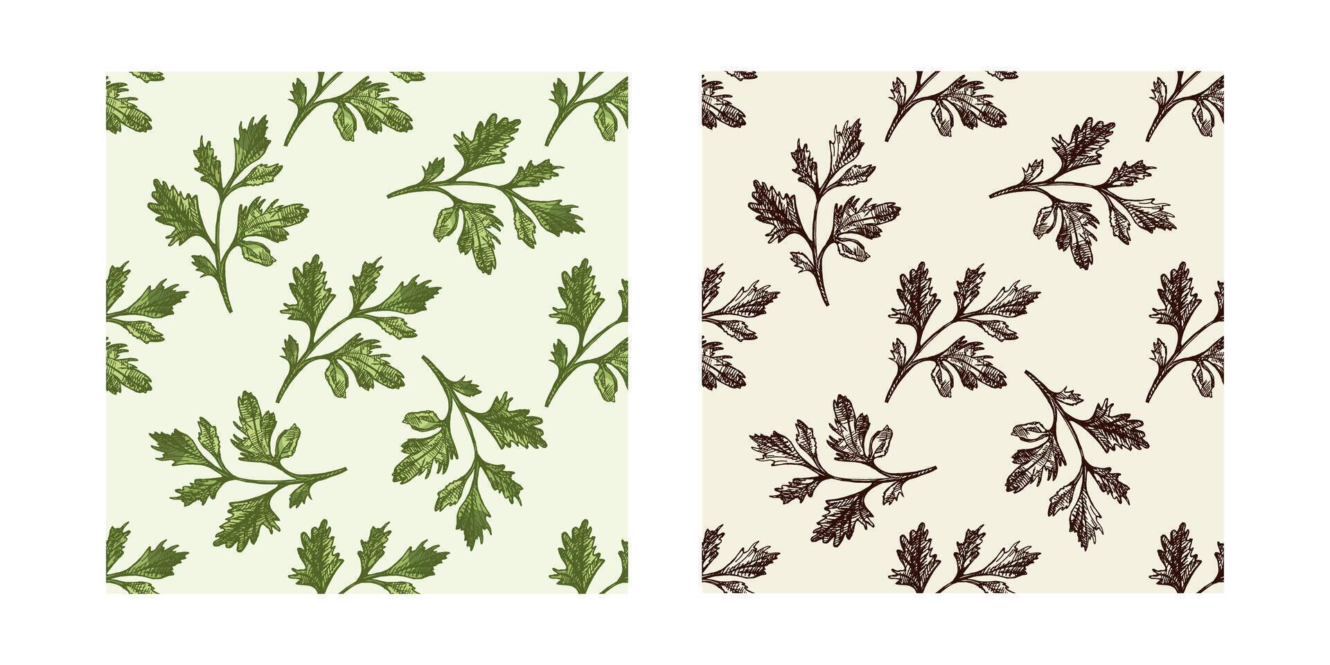 Herbal parsley seamless patterns set in vintage sketch style, with black and colored drawings vector