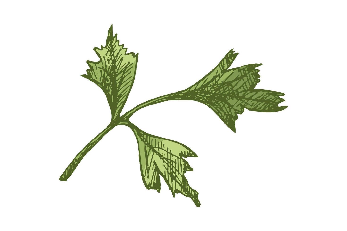 Parsley herb branch hand drawn in vintage colored engraving style, isolated illustration vector