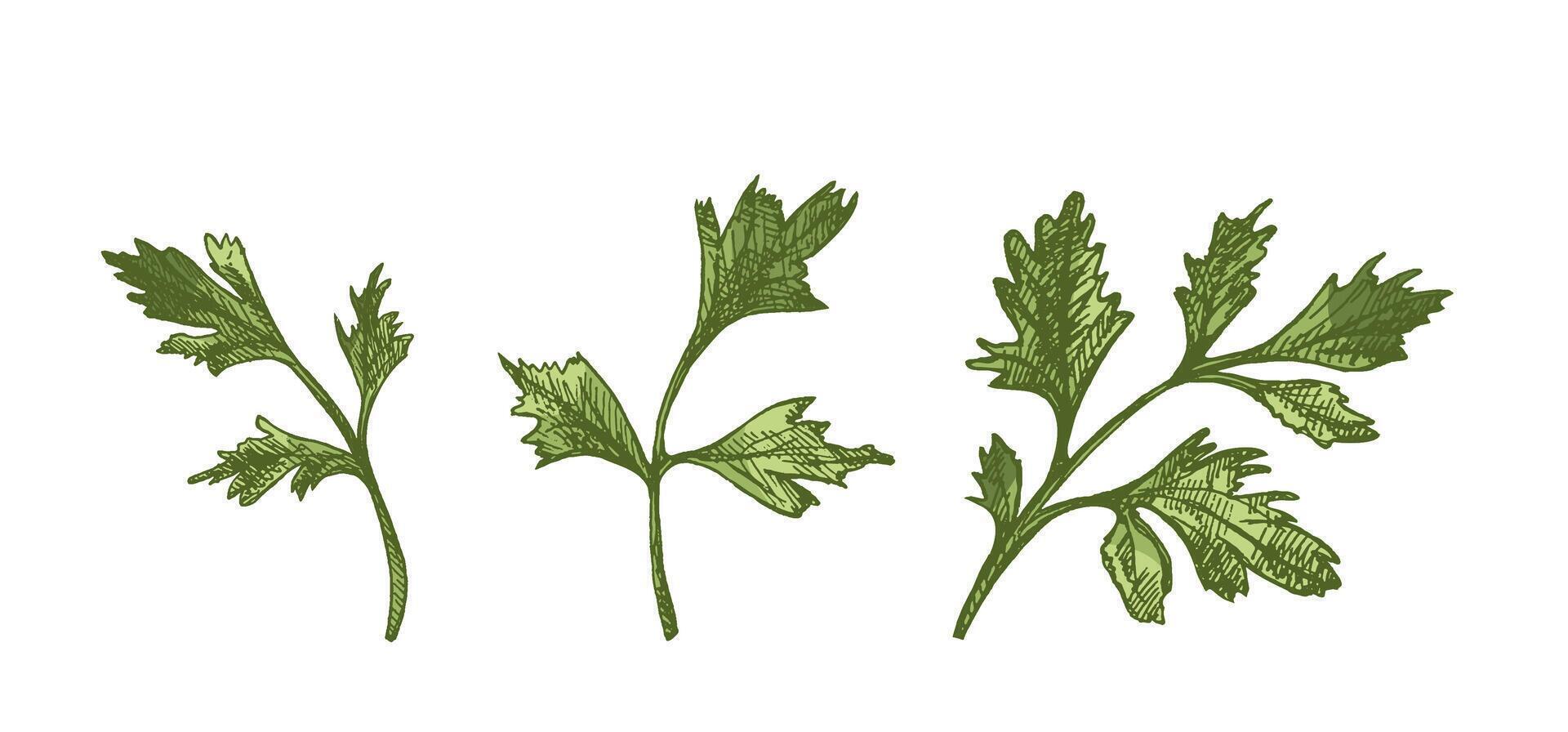 Hand drawn colored vintage sketch of three parsley herb branches in engraving style, isolated illustration vector