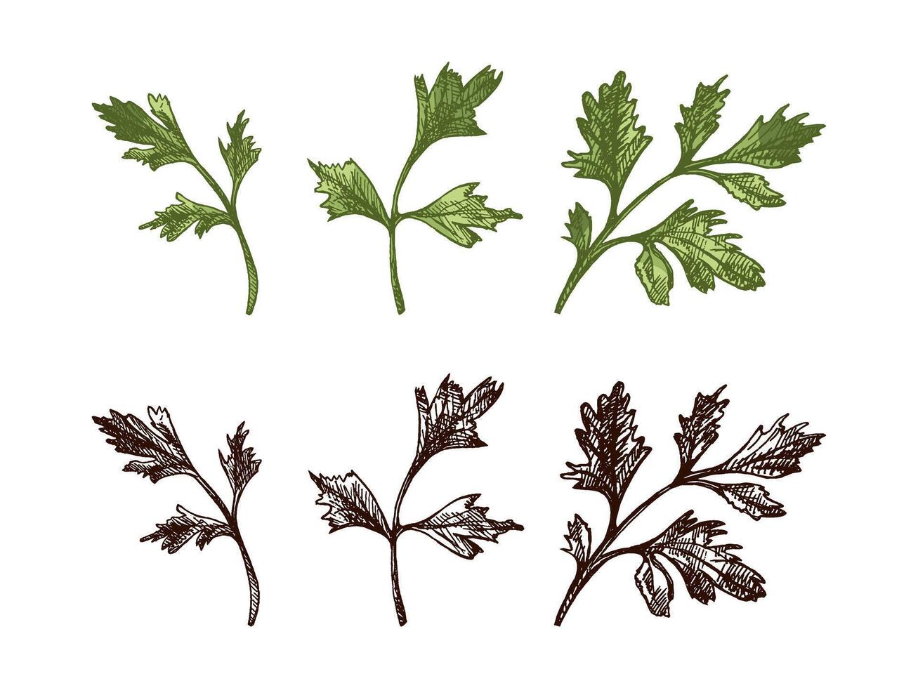 Hand drawn colored and black vintage sketch of three parsley herb branches in engraving style, isolated illustration vector