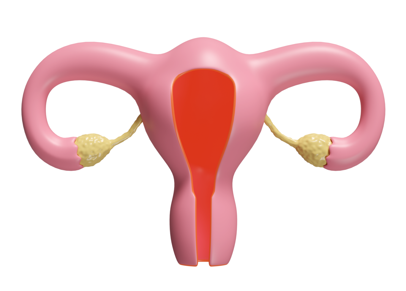 3d uterus model isolated. 3d illustration render png