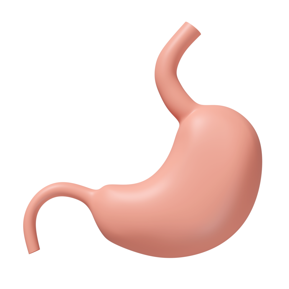 3d human stomach icon isolated. 3d illustration render png