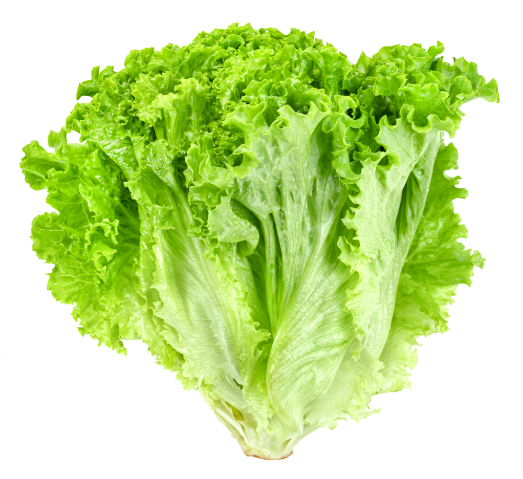 raw Lettuce leaf png