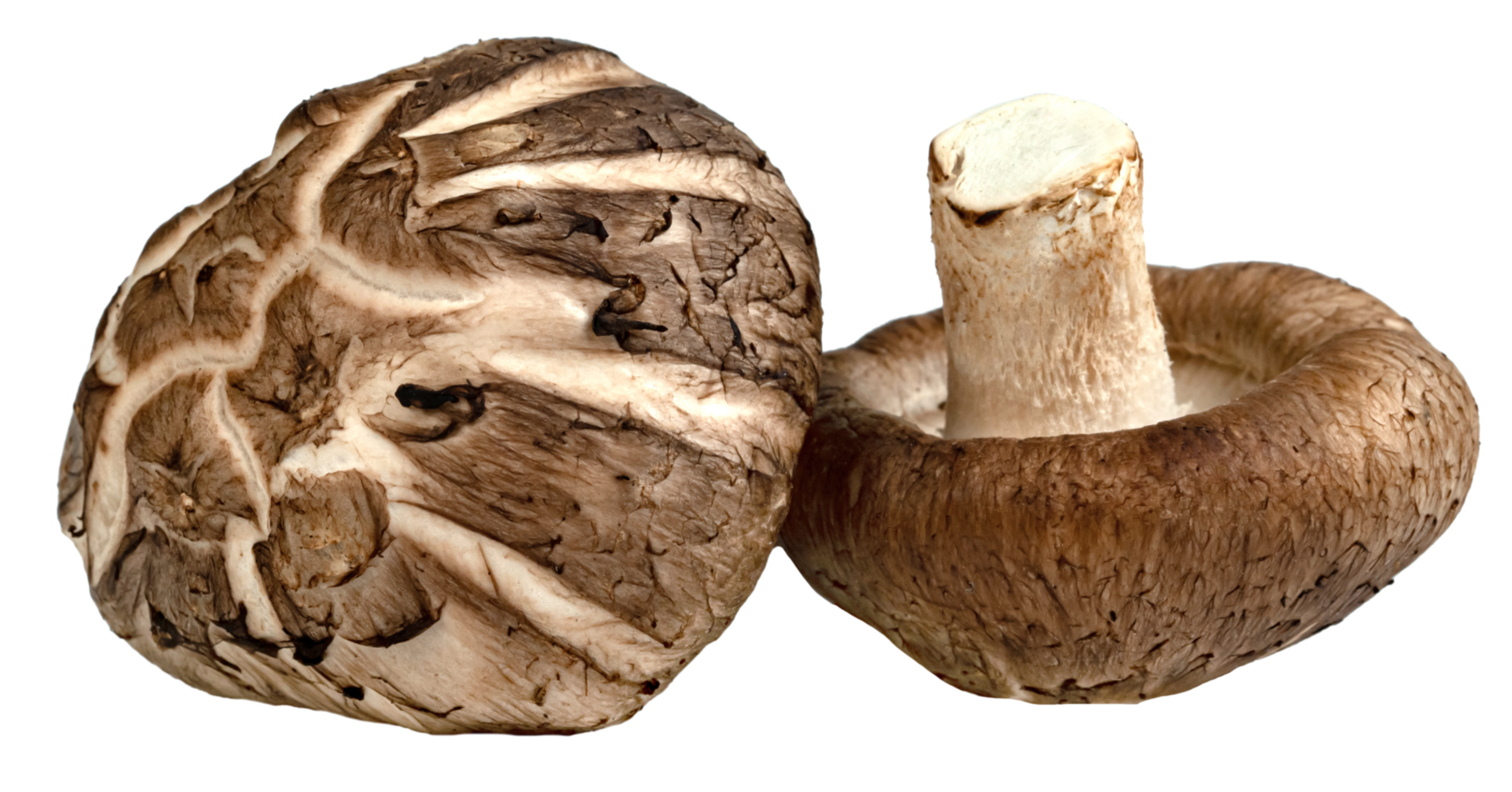two shiitake Mushrooms isolated png