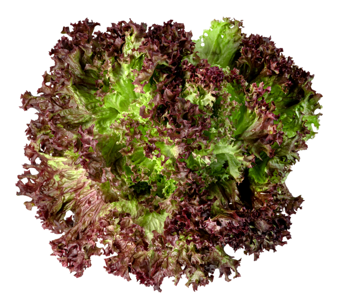 red coral lettuce on white. Green leaves pattern ,Salad ingredient png