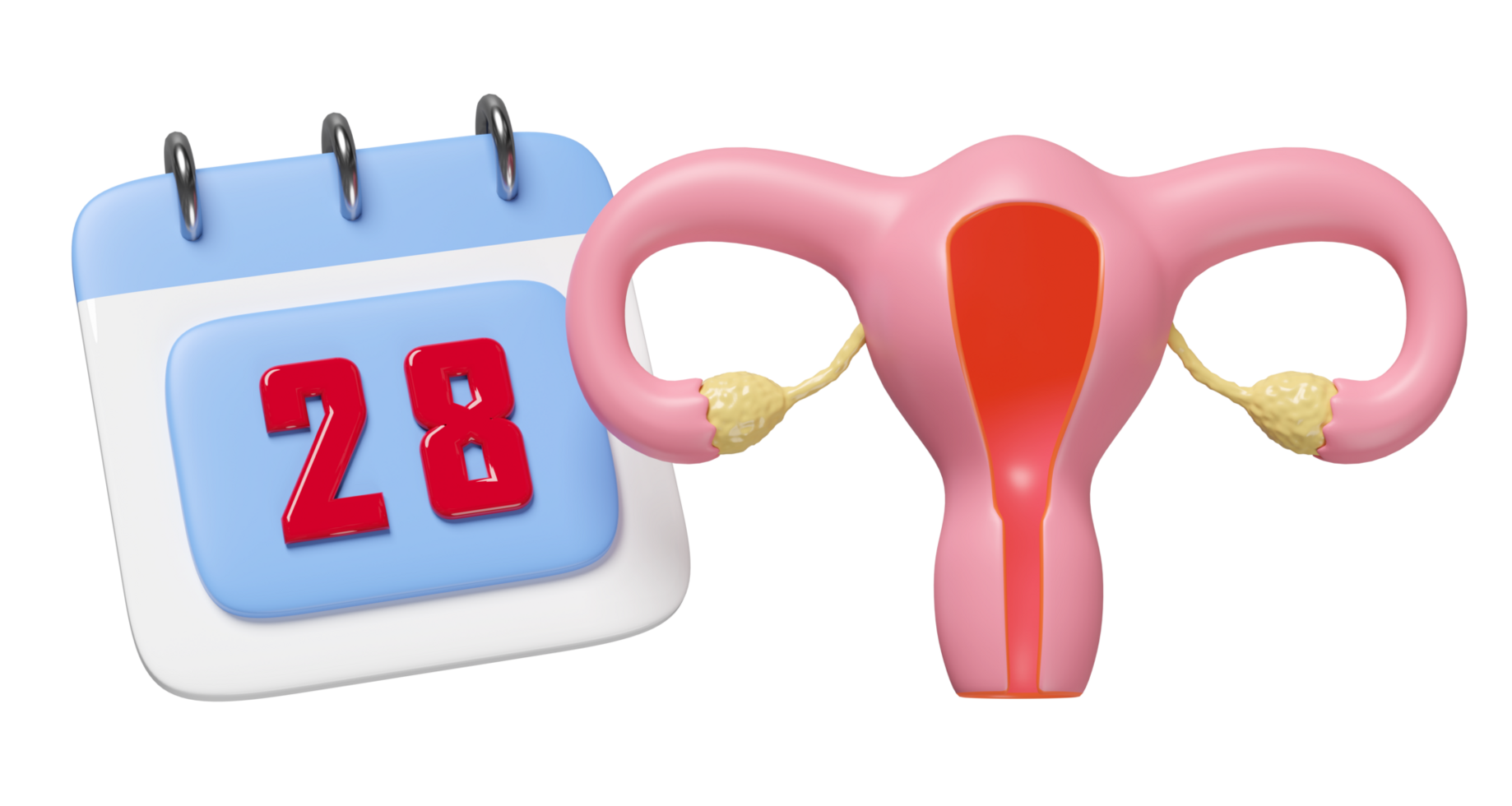 3d uterus model with calendar isolated. menstrual cycle concept, 3d illustration render png