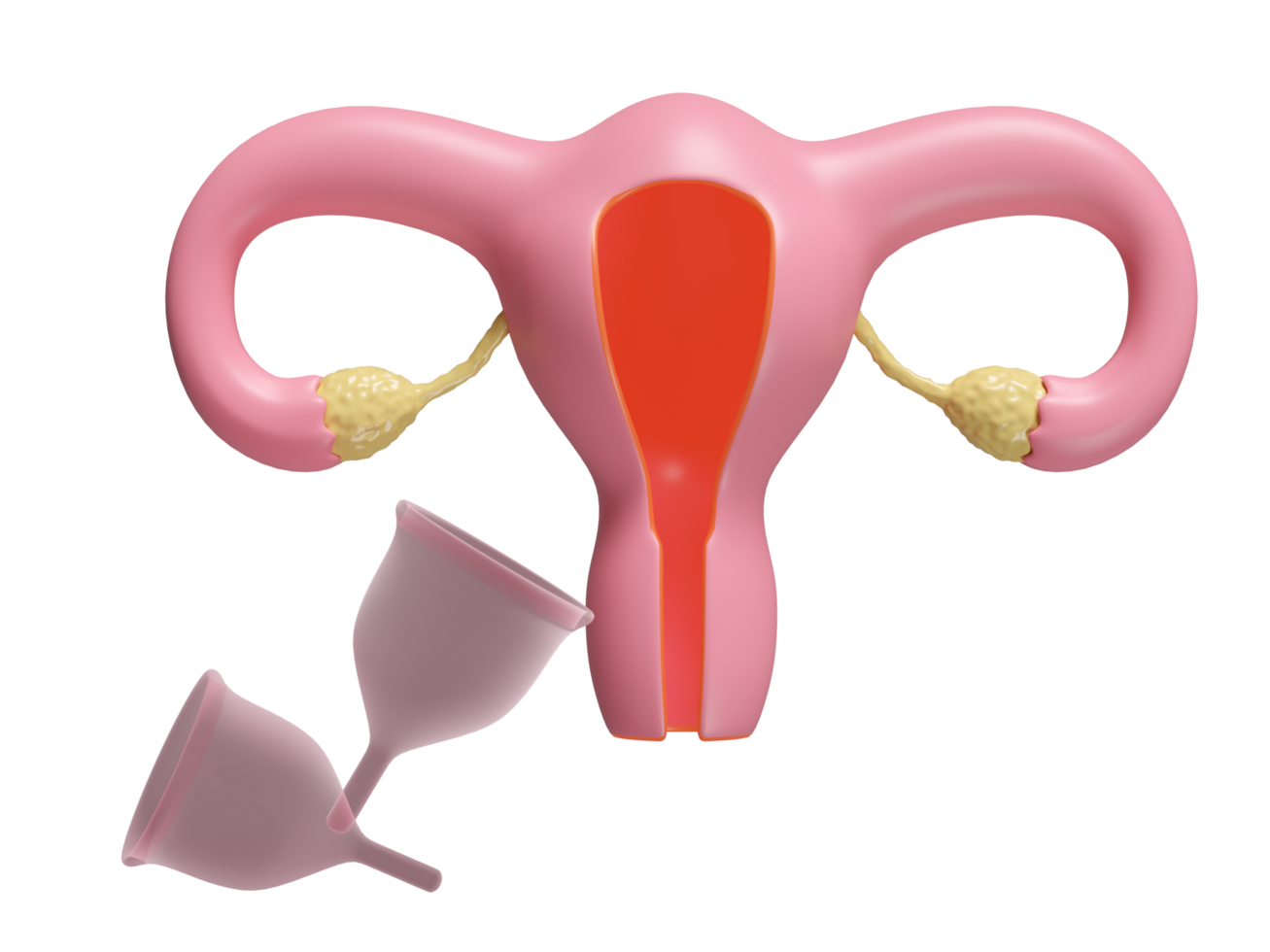 3d uterus model with menstrual cup isolated. menstruation cup reusable concept, 3d illustration render png