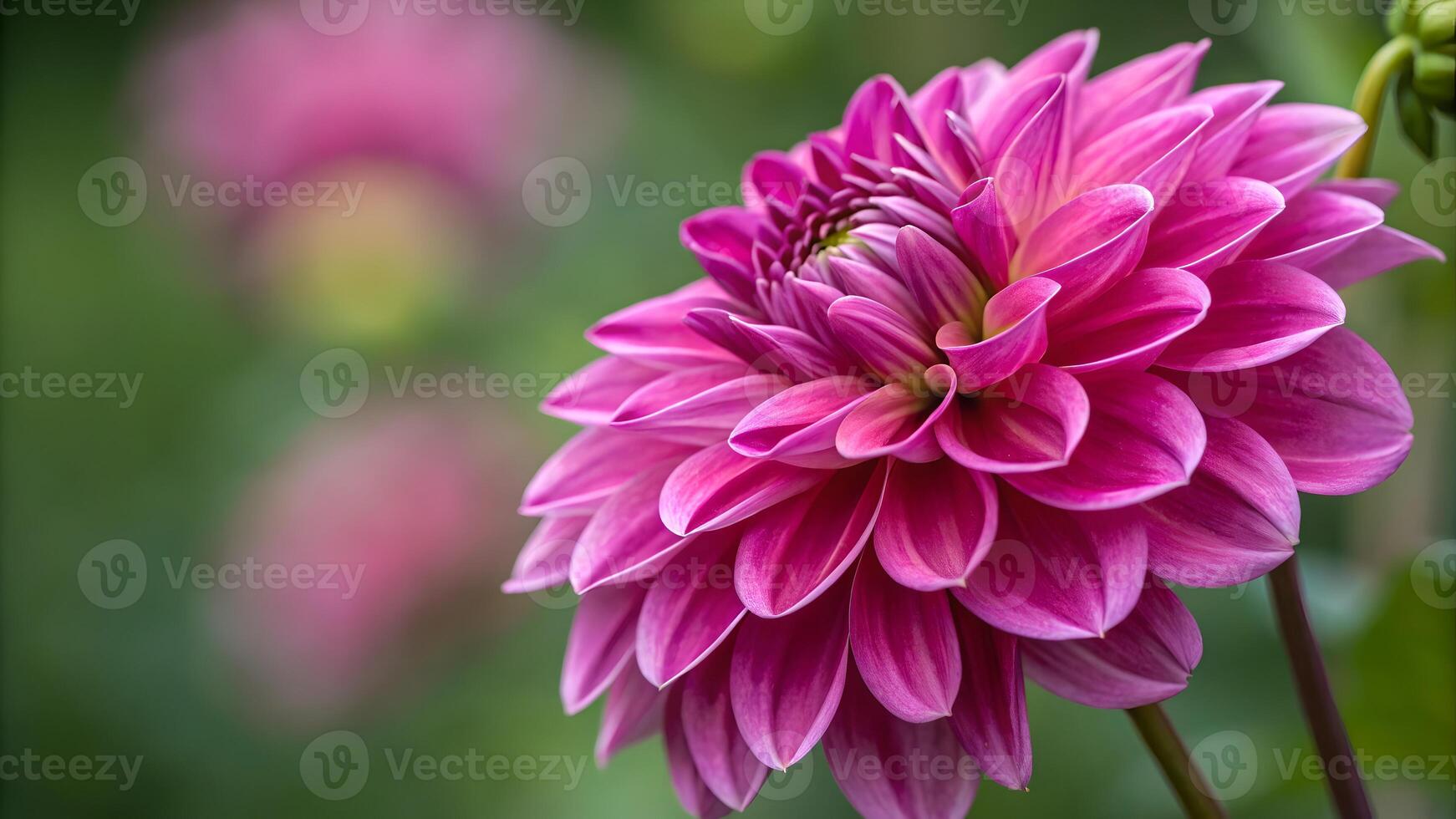 Vibrant Fuchsia Dahlia Close Up in Soft Focus Garden beautiful photo
