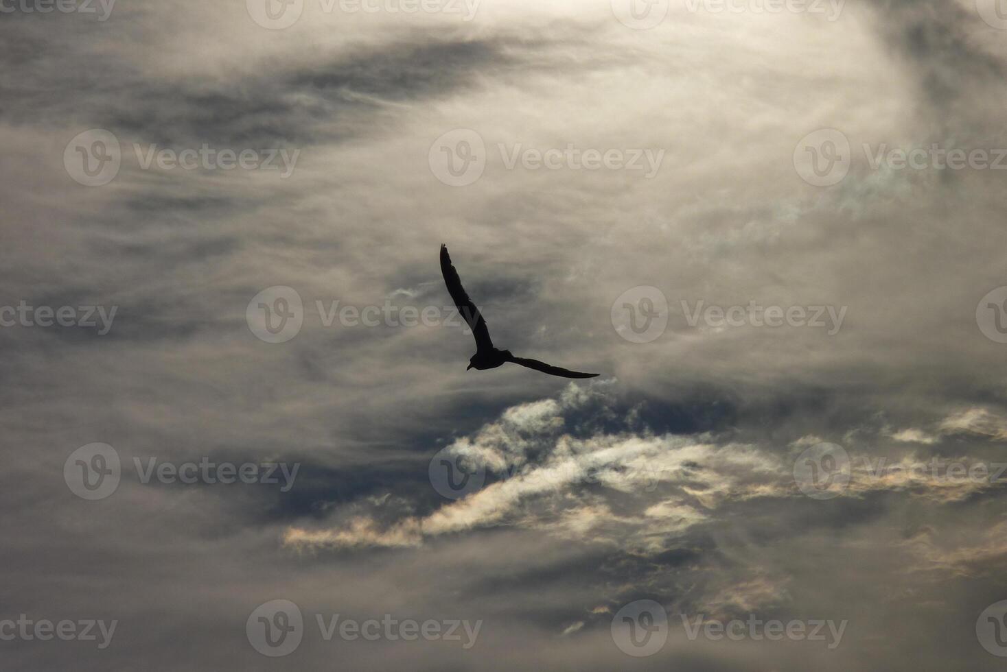 Vintage toned silhouette gull on sunset background photo