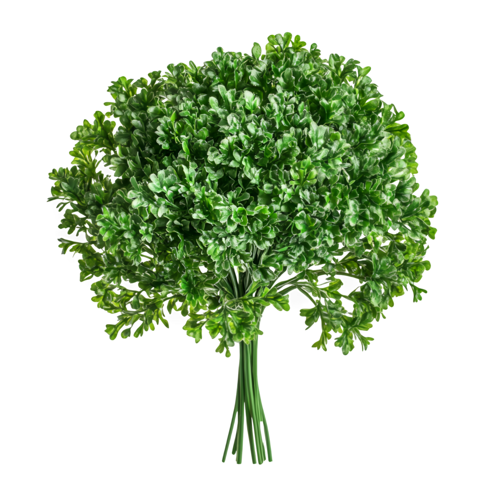 a bunch of parsley on a transparent background png