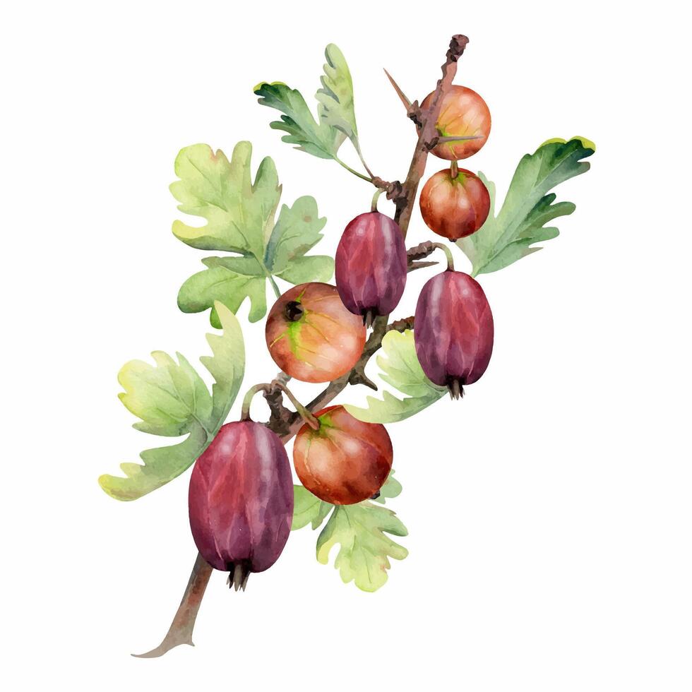 Gooseberry Currant hanging on thorny branch with leaves, ripe garden berry juneberry casseille. Isolated botanical illustration watercolor hand drawn. Home preserves cookbook, grocery store stationery vector