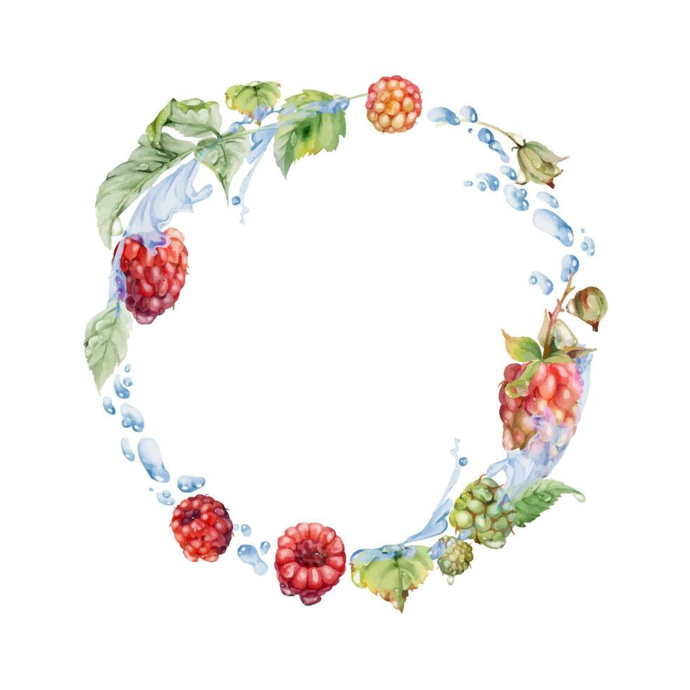 Raspberry berries wreath flying in water splash with leaves, dew drops, ripe garden dewberry cloudberry mulberry loganberry hand drawn in watercolor. Isolated circle frame. Fresh grocery store, drinks vector