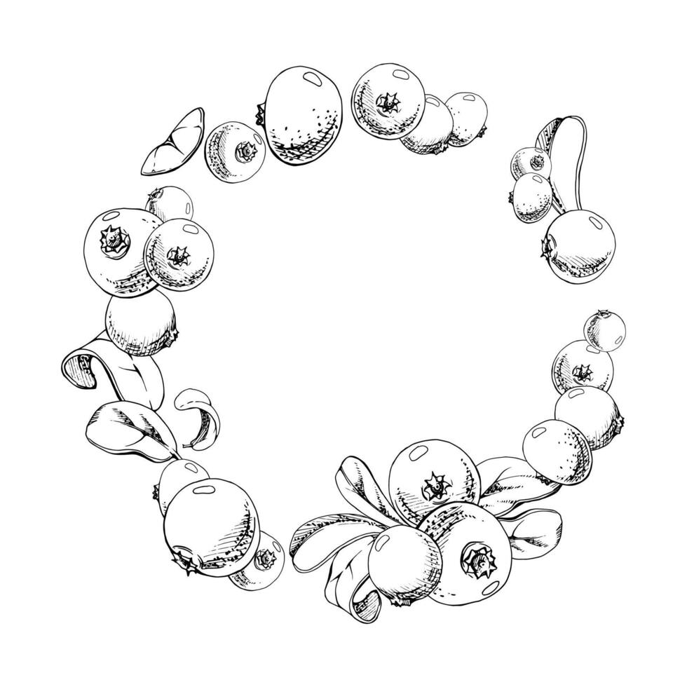 Cranberry lingonberry on branch with green leaves, ripe forest berry wintergreen bearberry teaberry cluster group, ink hand drawn. Isolated circle wreath frame. Farmers market, home preserves vector