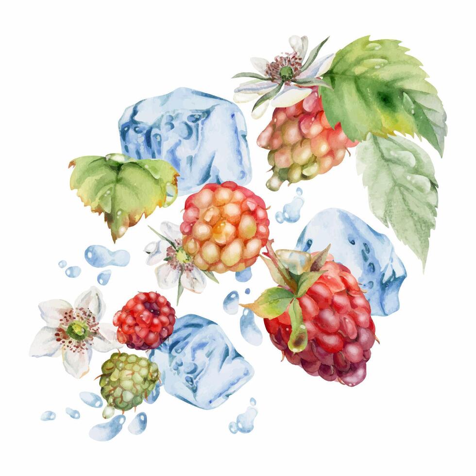 Raspberry ripe garden berries flying in water splash leaves flowers, ice cubes, dew drops, fresh dewberry cloudberry mulberry loganberry. Isolated illustration hand drawn in watercolor. Drinks grocery vector