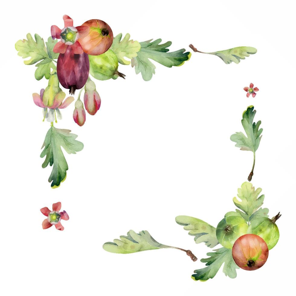 Gooseberry ripe garden berries, bell flower buds leaves hand drawn in watercolor. Currant casseille huckleberry jostaberry. Isolated corner square frame illustration. Wedding stationery, florist shop vector