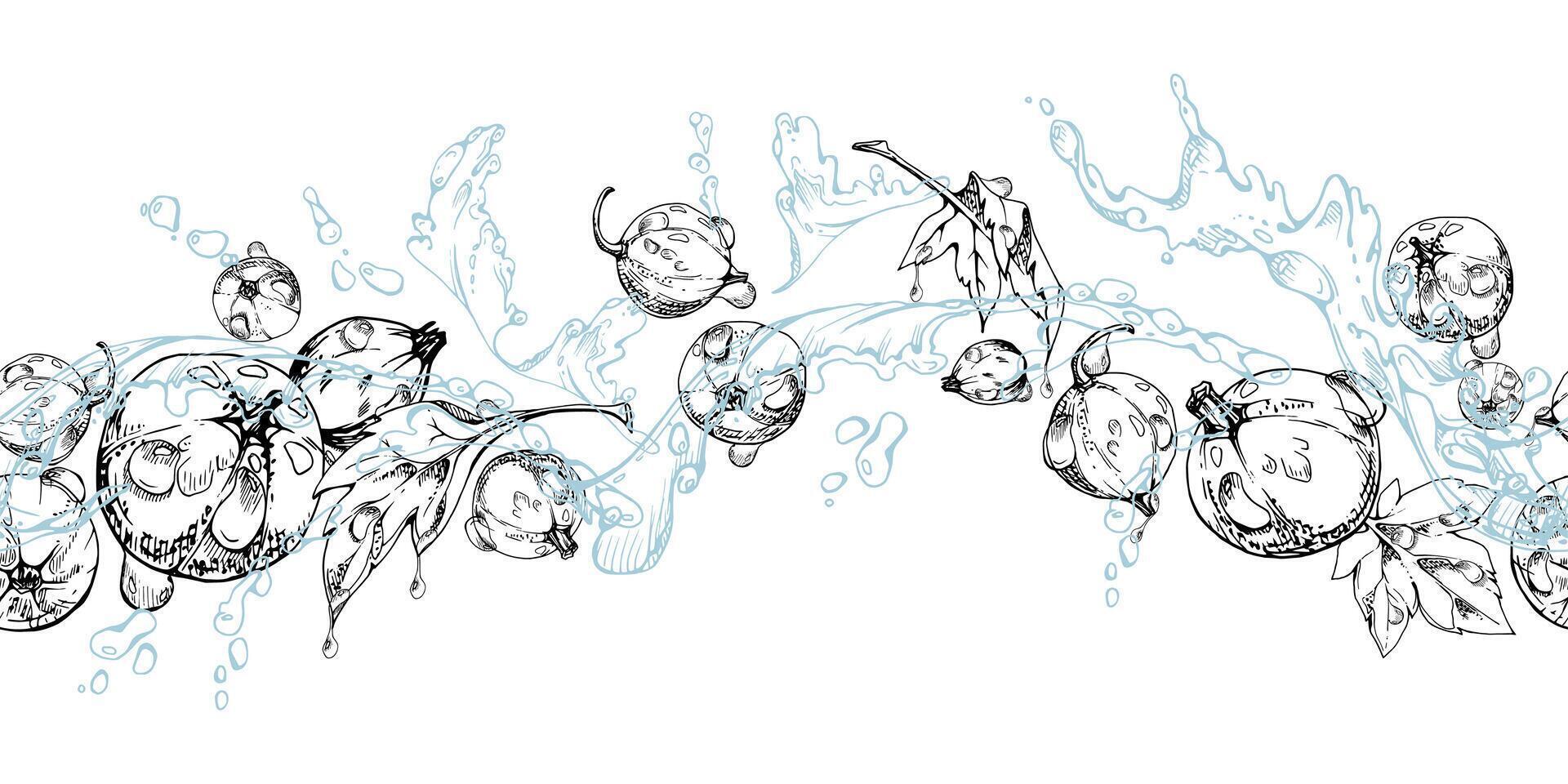 Currant gooseberry flying in water splash with green leaves and dew drops, hand drawn in ink, ripe summer garden berry. Isolated seamless banner for home preserves, stationery, recipe book vector