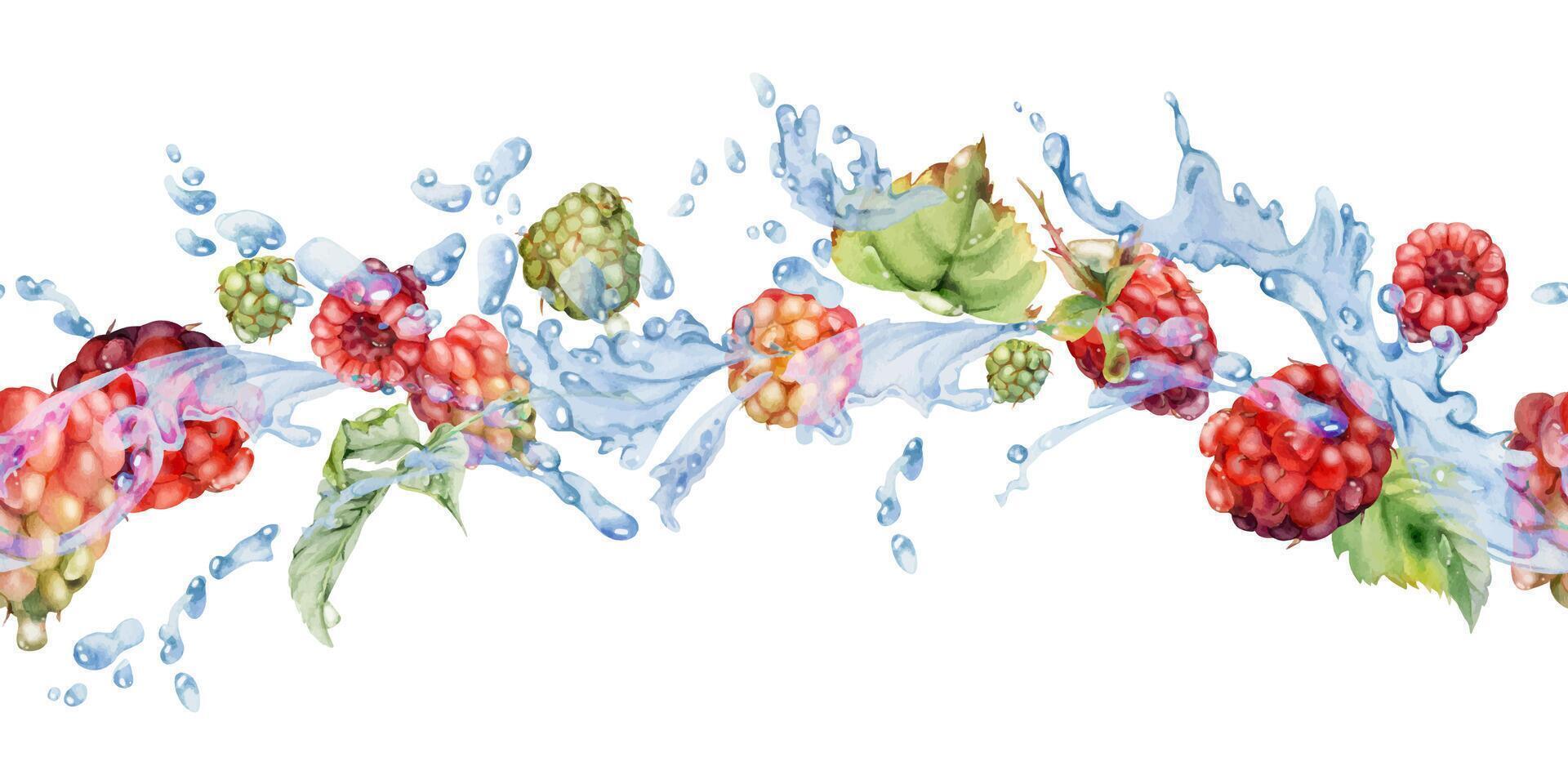 Raspberry flying in water splash with leaves and dew drops, ripe summer garden forest berry loganberry hand drawn in watercolor. Isolated seamless banner. Home preserves, stationery, menu, recipe book vector
