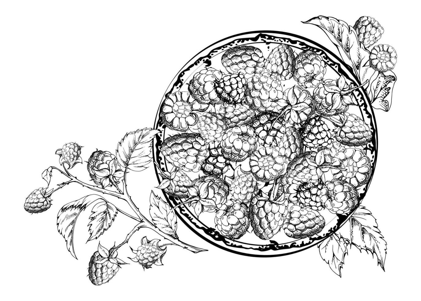 Raspberry served on ceramic dish, branches leaves stalks, ripe picked garden berry dewberry cloudberry mulberry harvest. Isolated illustration, ink hand drawn. Farmers market grocery preserves vector