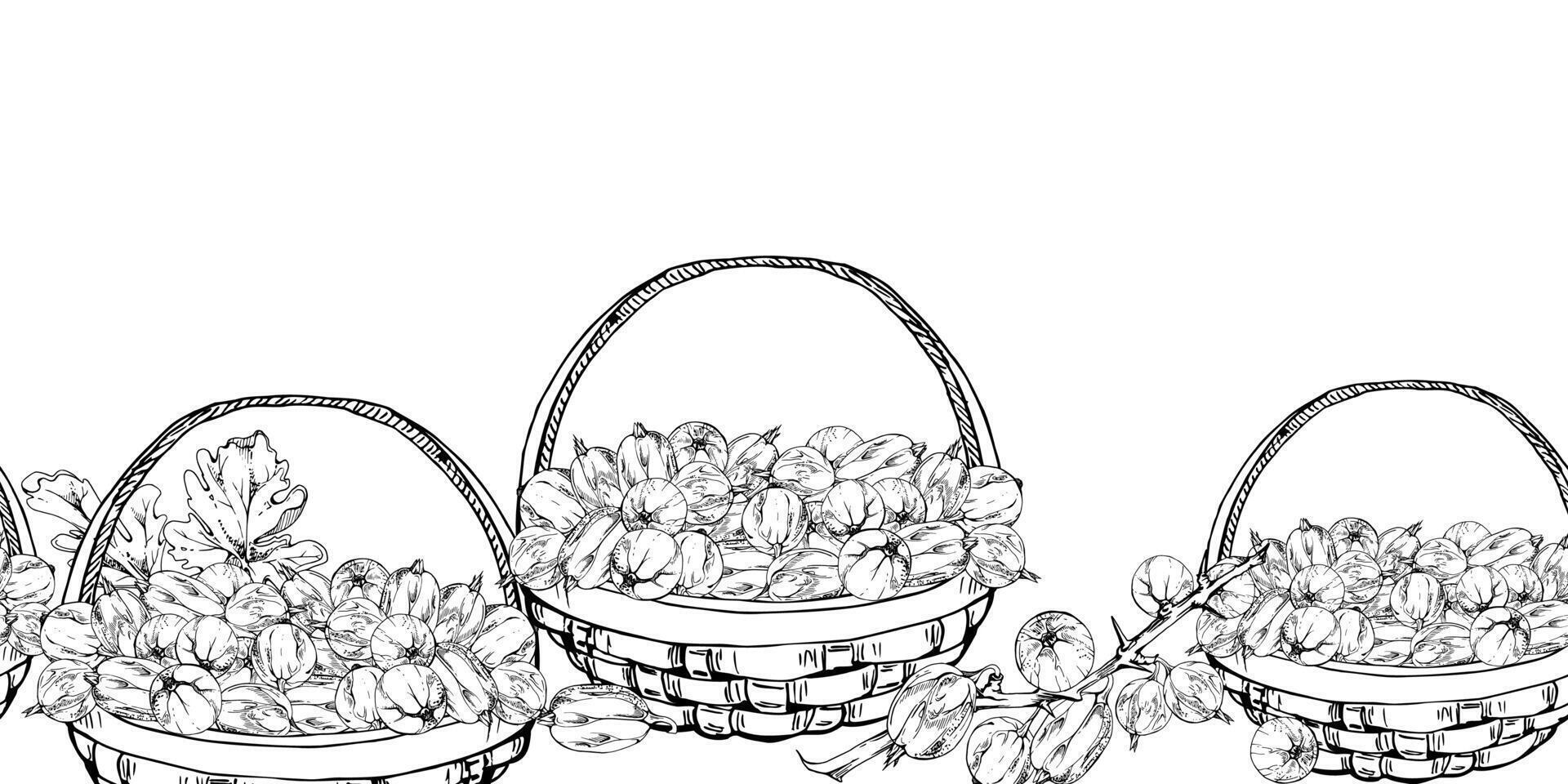Gooseberry Currant with leaves in weaved basket, hand drawn in ink, scattered ripe picked berry harvest. Isolated seamless banner. Dessert cafe menu, cookbook, craft farmers market, gardening vector