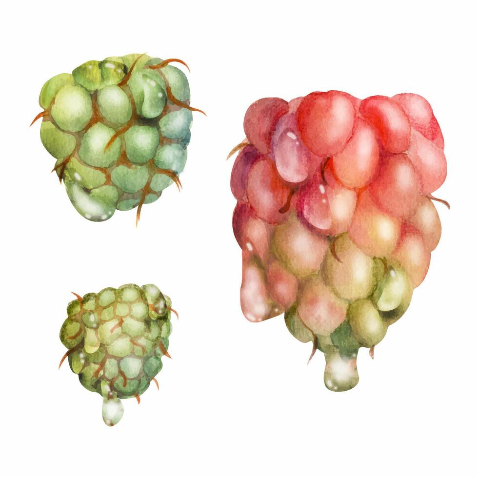 Raspberry ripe sloe fruit in water dew drops hand drawn in watercolor, garden berry cloudberry mulberry. Botanical isolated illustration. Home preserves, washi tape, food store decor, dessert menu vector
