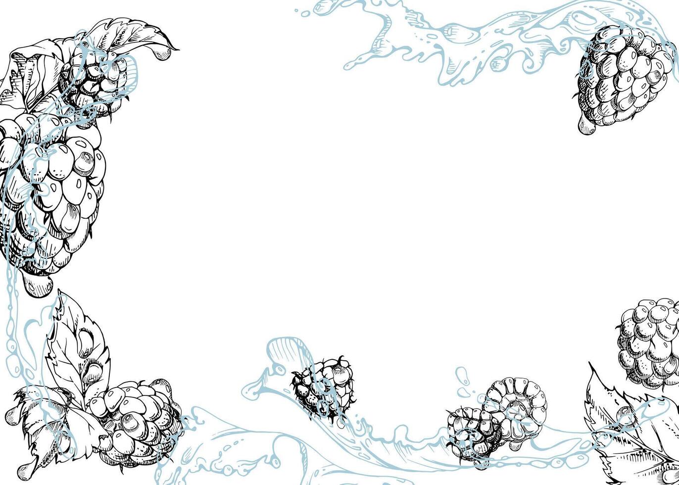 Raspberry berries leaves flying in water splash, dew drops, ripe garden dewberry cloudberry mulberry loganberry tayberry hand drawn in ink. Isolated border corner frame. Menu, farmers market vector