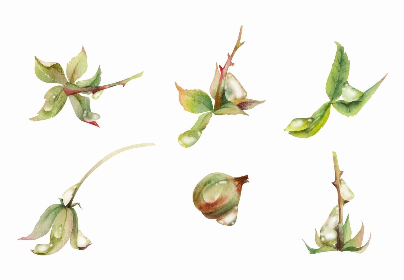 Raspberry fruit receptacle seed pod torus cluster petals leaves on stem in water dew drops, hand drawn in watercolor, forest dewberry mulberry cloudberry. Botanical isolated element illustration set vector