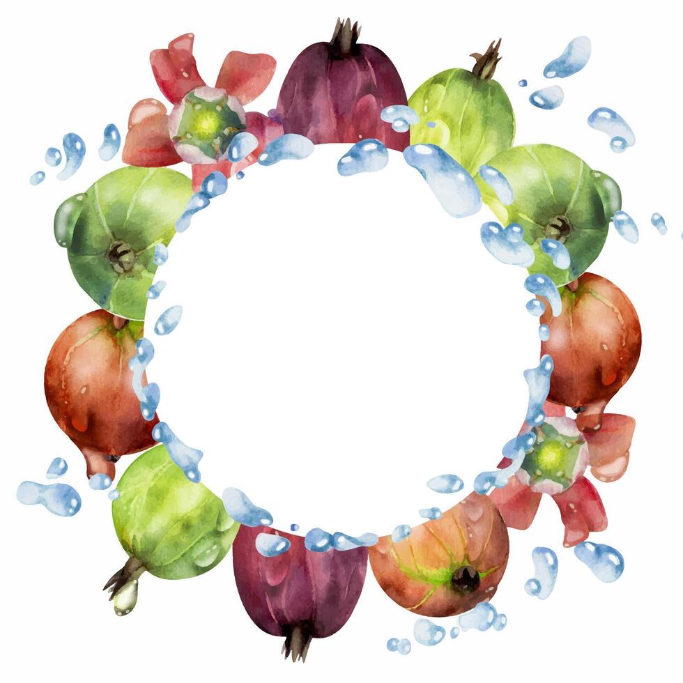 Gooseberry Currant berries wreath flying with water splash, flowers dew drops hand drawn in watercolor. Ripe garden casseille jostaberry. Isolated circle frame. Fresh grocery, home preserves cookbook vector