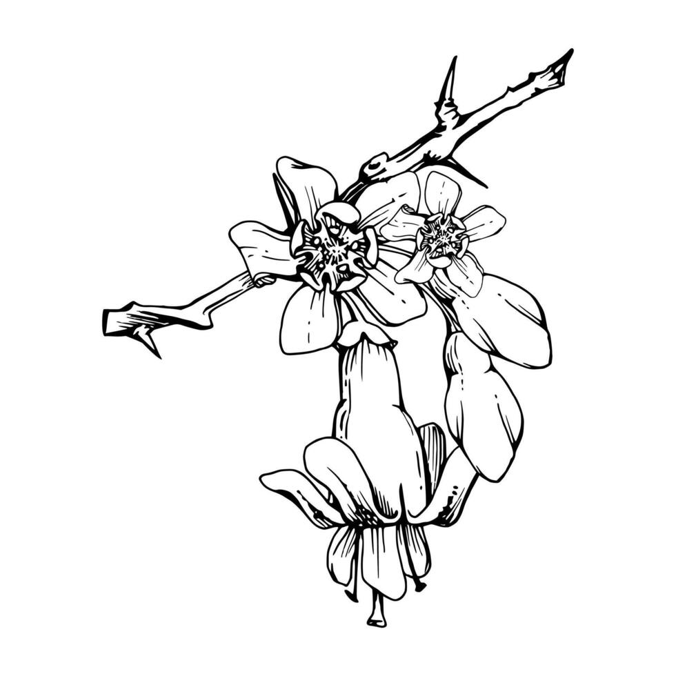 Gooseberry bell flower buds on thorny spiked branch, juneberry casseille currant. Cut out botanical illustration hand drawn in ink. Seasonal farmer calendar, florist shop, wedding stationery vector