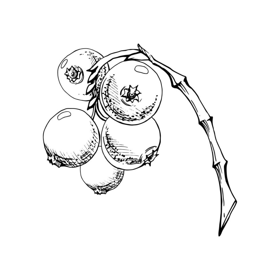 Cranberry lingonberry cluster bunch on branch, ripe swamp forest berry teaberry bearberry wintergreen, ink hand drawn. Isolated botanical illustration. Restaurant, dessert menu, farmers market vector