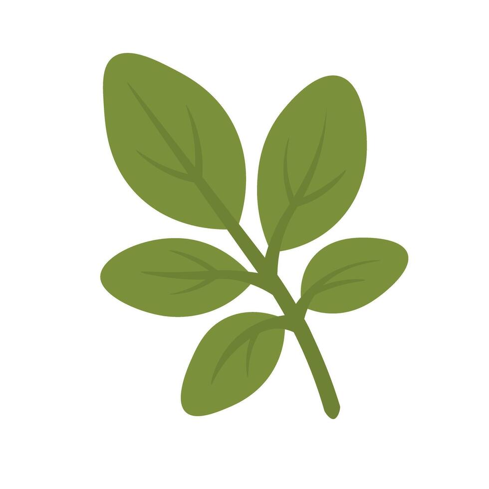 Simple cartoon green herbs branch for cooking and decoration, isolated, flat food style. vector