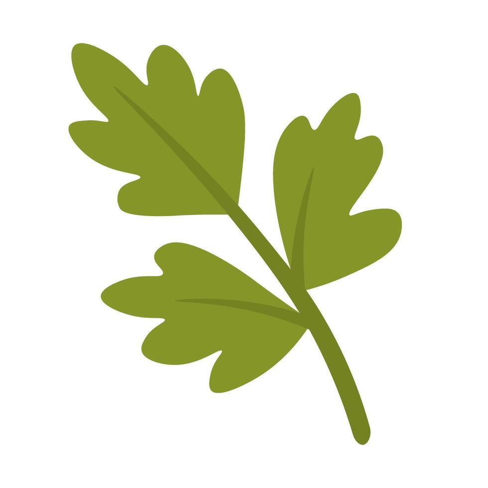 Simple cartoon parsley herb branch for cooking and decoration, isolated, flat food style. vector