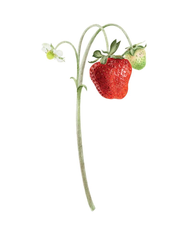 Wild red strawberries on branch with green berries and flowers. Isolated hand drawn watercolor illustration. Summer garden plant for package, cosmetic, agriculture, vector